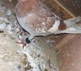 Mokhiya gandedar male