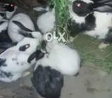 My rabbits (Bunny)