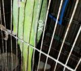 Parrot nar