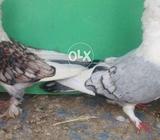 Prize negotiable hojaingy