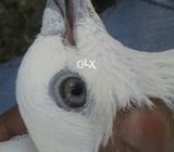 Pure Weshi Nilduma only One