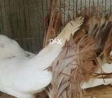 Redtail active and healty pair