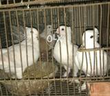 Satanat & laqa pathay