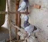 Sharbati ghagre pathhe