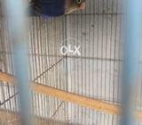 Voilet pair sale