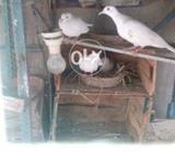 WhiteDove for sell