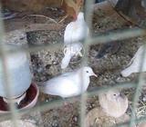 Whitedove for sell