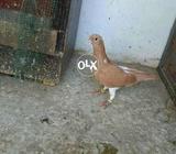 Zard khal chap katardar nar