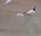 کبوتر برائے فروخت