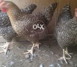 3 iranian hen