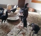 3000 per jora