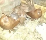 American.baridar paer