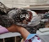 Aseel havi murg fr sail serf samijh mn any waly log rabta kre