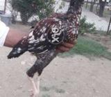 Aseel Male