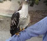 Baaz Egles Goldn Baaz