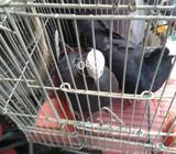 Baredar pair 4500