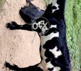 Betale full nasli after1 month pregent for sale