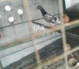 Bhot achaa hn 3 bjy pakra hn subo ka ymudha