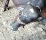 Black kati achi nasal gar ki