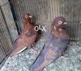 Chinese original pair