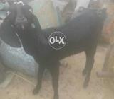 Dogle pat ha ach nasal ke ha