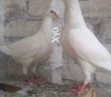 Donface pair for sell