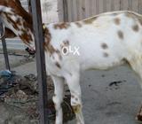 Fine Goat urgent sl