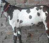 For sale nagra male