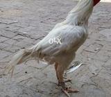 Full white murga for sale