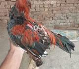 Good condition kolangi