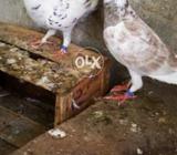 Grezar dwalip pair for sell