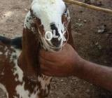 Healthy Bredar bakra