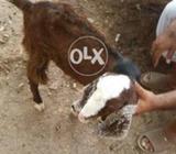 Healty brebar bakra