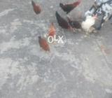 Hens for urgent dale