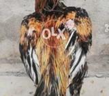 Jawa patha long height dangerous patha