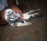 Mokhia dubaz female n male
