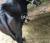 Neeli Ravi 2nd Lactation