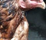 Puro aslle Modi Lauki