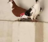 Shrazi yang pair for sel