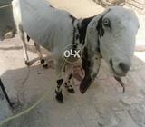 1goat betal 2 month gaban 4 teeth urgent sale
