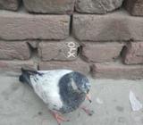 48 nambr parwazi bachy