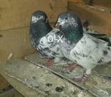 Ali walla pair
