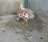 Assle mady