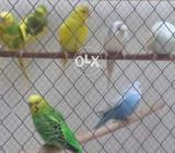 Breeding pear's for sell 1 pear 1000