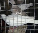 Daaf full white and brown