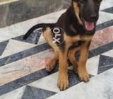 German shepherd Male 3 month old