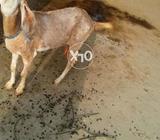 Goat with two mail