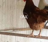 Hens or murga