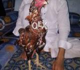 Indian dakan breed