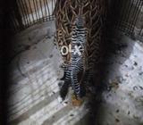 Kala Tittar ( Sindhi ghanghas )